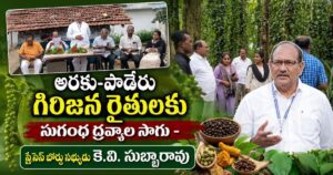 అరకు–పాడేరు గిరిజన రైతులకు సుగంధ ద్రవ్యాల సాగు