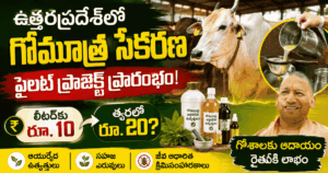 ఉత్తరప్రదేశ్‌లో గోమూత్ర కరణకు పైలట్ ప్రాజెక్ట్.. లీటర్‌కు రూ.10